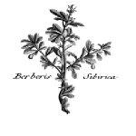 Berberis sibirica (plante)