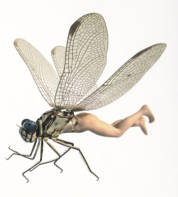 Li Shan - libellule